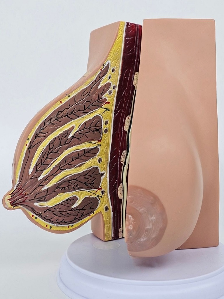 Best Breast Mastopexy in Altrincham